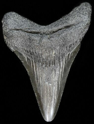 Megalodon Tooth - South Carolina #43586